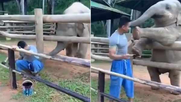 elephant video: a young elephant affectionately reaches out to the fence painter who plays with the animal elephant video: a young elephant affectionately reaches out to the fence painter who plays with the animal