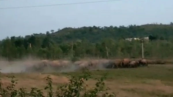 60 wild elephants chasing a dense forest in Hosur 60 wild elephants chasing a dense forest in Hosur