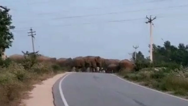 60 wild elephants chasing a dense forest in Hosur 60 wild elephants chasing a dense forest in Hosur