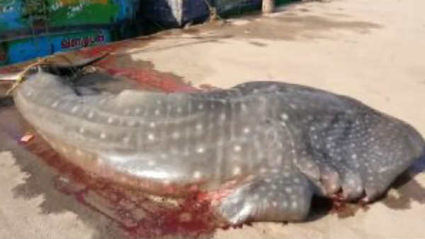 Shark fish caught in Puducherry fishermans net Shark fish caught in Puducherry fishermans net