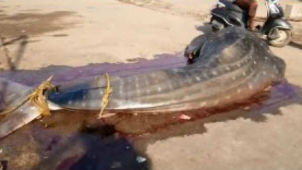 Shark fish caught in Puducherry fishermans net Shark fish caught in Puducherry fishermans net