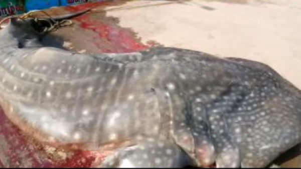 Shark fish caught in Puducherry fishermans net Shark fish caught in Puducherry fishermans net