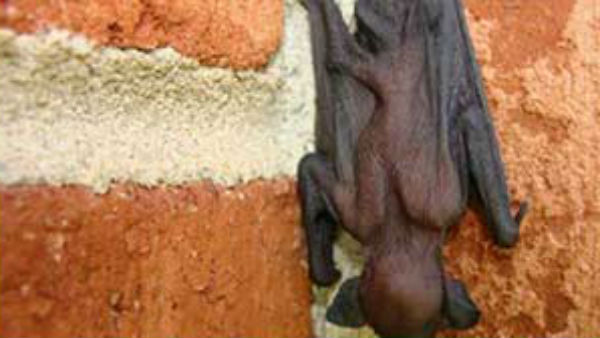 வவ்வால்கள்