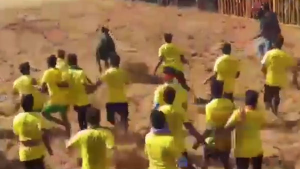 A women killed after attack by bull in jallikattu competition near trichy A women killed after attack by bull in jallikattu competition near trichy