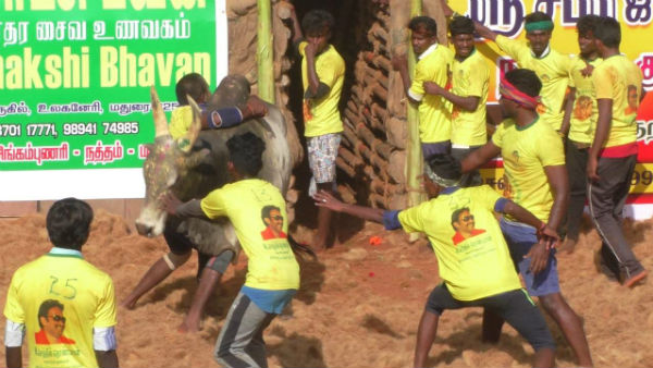 manaparai avarangadu jallikattu 400 bulls participated manaparai avarangadu jallikattu 400 bulls participated
