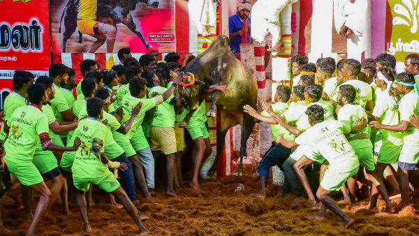 அலங்காநல்லூர் ஜல்லிக்கட்டு