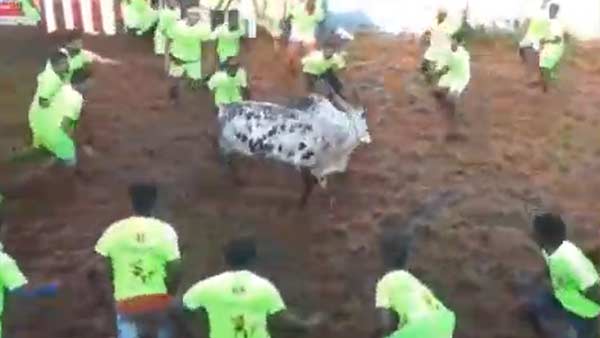 2 died at Alanganallur Jallikattu event 2 died at Alanganallur Jallikattu event