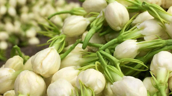 அரளி பூக்கள்