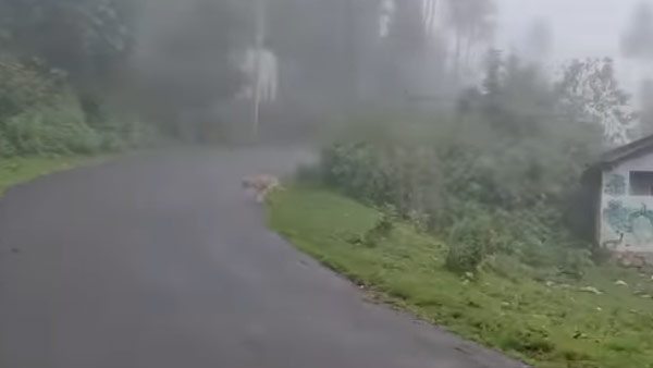 கொடைக்கானல் எப்படி