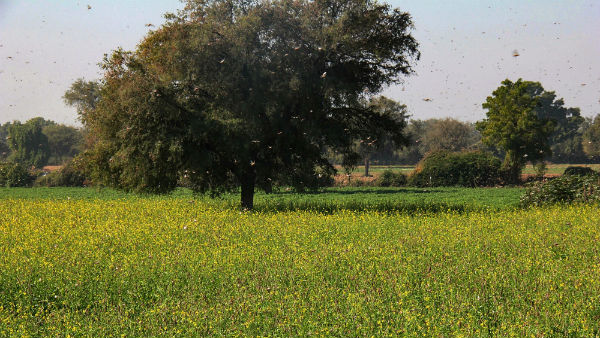 Pakistan’s locust attack crops in North Gujarat Pakistan’s locust attack crops in North Gujarat