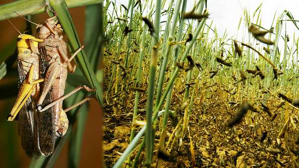 Pakistan’s locust attack crops in North Gujarat Pakistan’s locust attack crops in North Gujarat