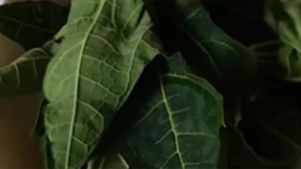 காய்கறிகள்