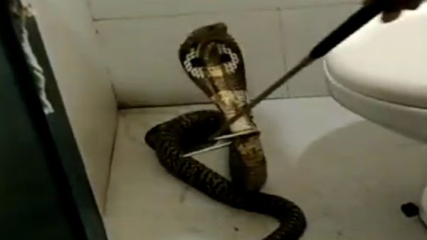 king cobra entered into womens toilet in coimbatore king cobra entered into womens toilet in coimbatore