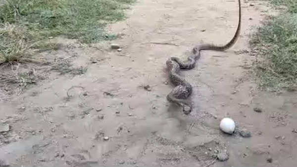 Video goes viral about snake spits 3 eggs Video goes viral about snake spits 3 eggs
