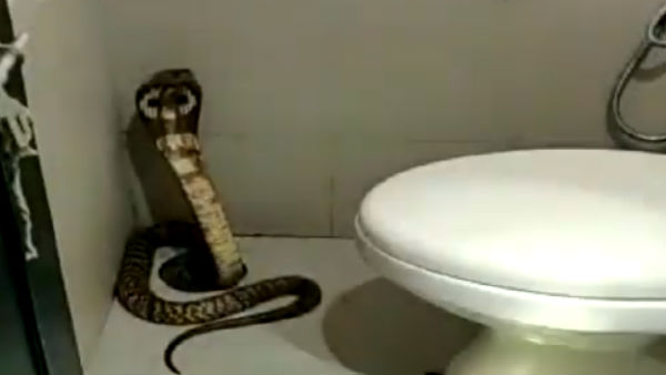 king cobra entered into womens toilet in coimbatore king cobra entered into womens toilet in coimbatore