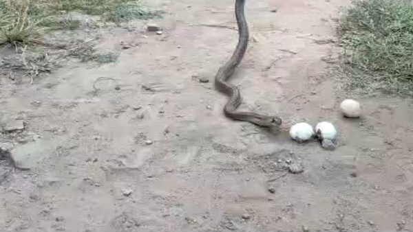 Video goes viral about snake spits 3 eggs Video goes viral about snake spits 3 eggs