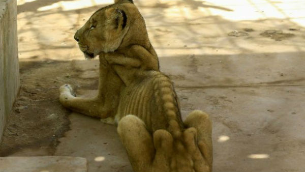 சிங்கங்கள் நிலை
