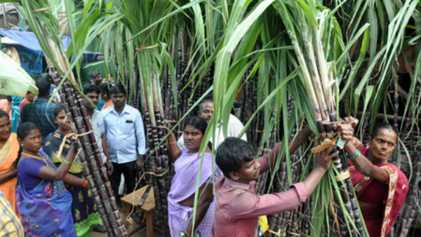 Pongal Festival : Sugarcane and Pongal Pots and thinks sales increased Pongal Festival : Sugarcane and Pongal Pots and thinks sales increased