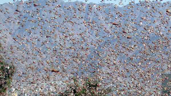 Pakistan’s locust attack crops in North Gujarat Pakistan’s locust attack crops in North Gujarat