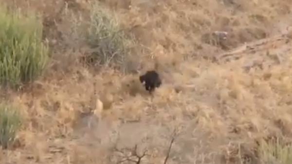 tiger fight bear video: clash between tiger and sloth bear in Rajasthan’s ranthambore park tiger fight bear video: clash between tiger and sloth bear in Rajasthan’s ranthambore park