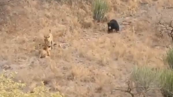tiger fight bear video: clash between tiger and sloth bear in Rajasthan’s ranthambore park tiger fight bear video: clash between tiger and sloth bear in Rajasthan’s ranthambore park