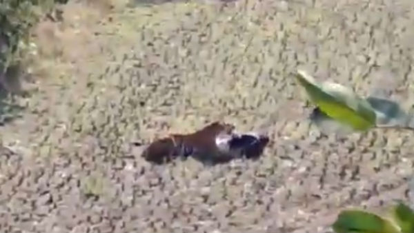 tiger vs man: how does a narrow escape looks like in case of encounter with a tiger tiger vs man: how does a narrow escape looks like in case of encounter with a tiger