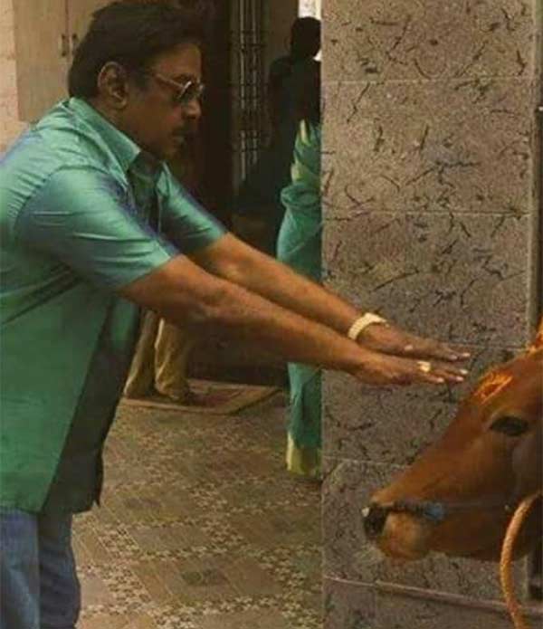 மாட்டுப் பொங்கல்