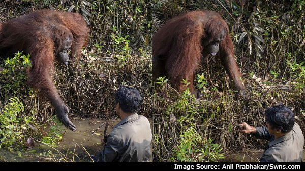 An Orangutan Extends A Helping Hand To Man In River An Orangutan Extends A Helping Hand To Man In River