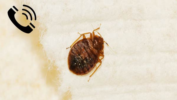 France launches emergency bedbug helpline France launches emergency bedbug helpline