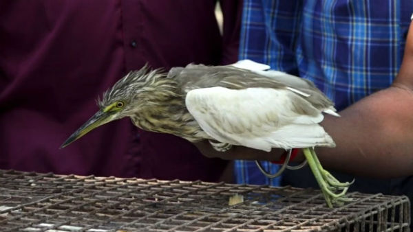 Forest officials seize rare species of birds Forest officials seize rare species of birds