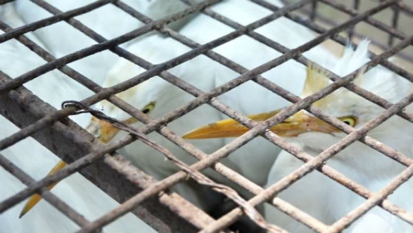 Forest officials seize rare species of birds Forest officials seize rare species of birds