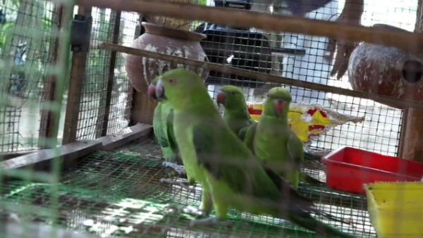 Forest officials seize rare species of birds Forest officials seize rare species of birds