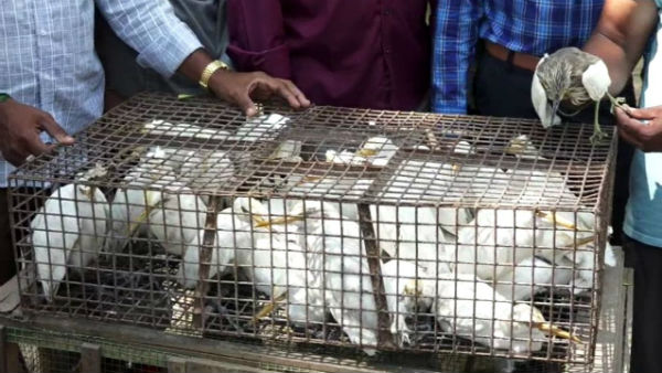 Forest officials seize rare species of birds Forest officials seize rare species of birds