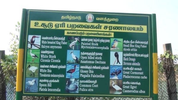 புதுவைக்கு வரும் சீனப் பறவைகள்