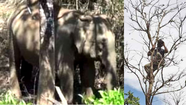 elephant roaming its cub dead body 86th day in gudalur elephant roaming its cub dead body 86th day in gudalur
