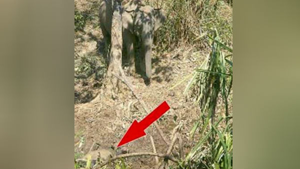 elephant roaming its cub dead body in gudalur elephant roaming its cub dead body in gudalur