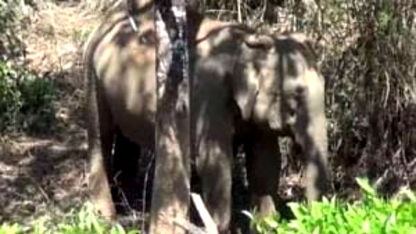 elephant roaming its cub dead body in gudalur elephant roaming its cub dead body in gudalur