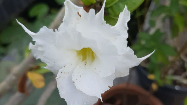 நிறம் மாறாமல் பூக்கட்டும்