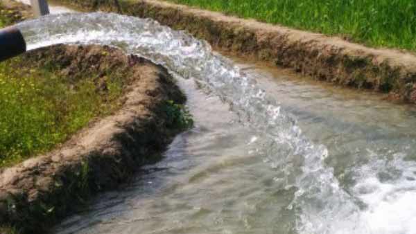 காய்கறி விதைகள்