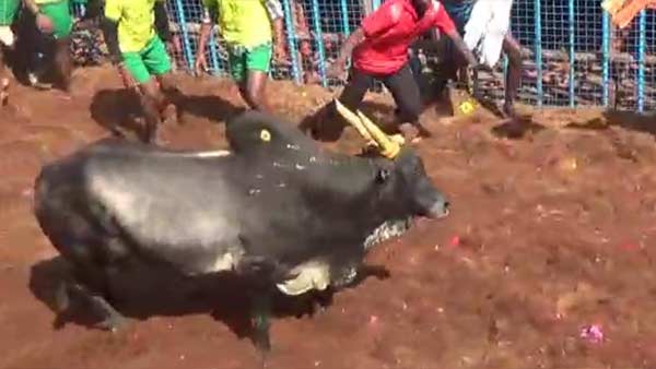 Case against Foreign Bull in Jallikattu: MHC Adjourns the verdict Case against Foreign Bull in Jallikattu: MHC Adjourns the verdict