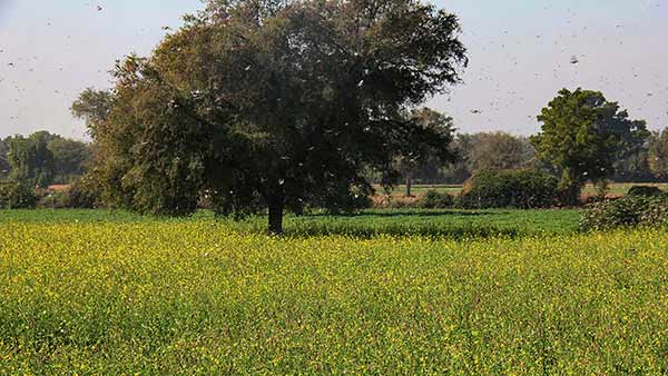 பீதியில் விவசாயிகள்