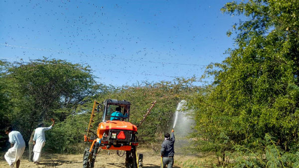 Pakistan declares national emergency due to locust infestation Pakistan declares national emergency due to locust infestation