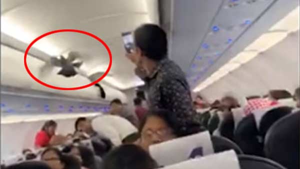 Spotted: Viral video shows pigeon flying in GoAir flight, passengers try to catch it Spotted: Viral video shows pigeon flying in GoAir flight, passengers try to catch it