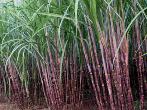 சாலை கட்டமைப்பு