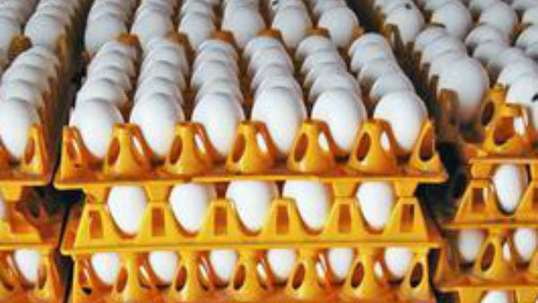 Egg prices fall down to Rs 1.95 Egg prices fall down to Rs 1.95