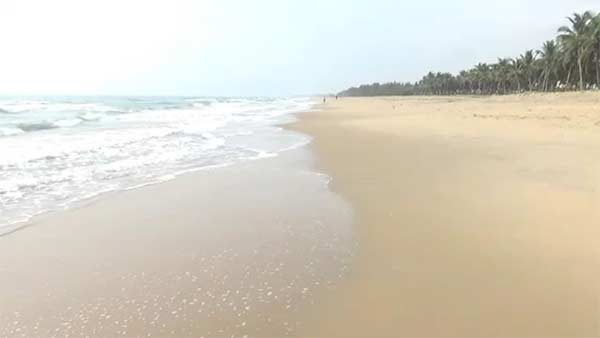 baby Olive Ridley turtles released into sea baby Olive Ridley turtles released into sea