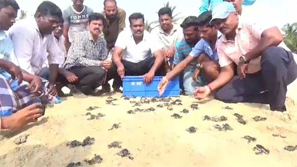 baby Olive Ridley turtles released into sea baby Olive Ridley turtles released into sea