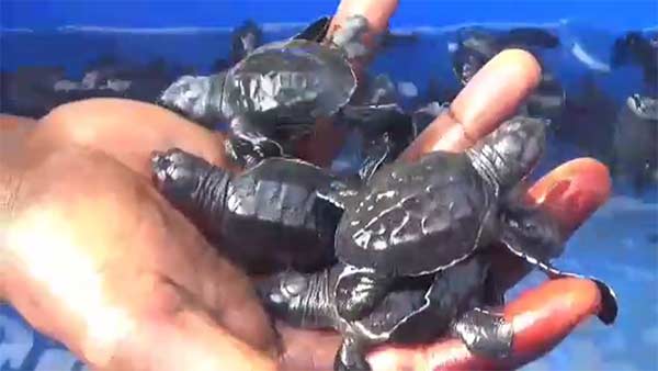 baby Olive Ridley turtles released into sea baby Olive Ridley turtles released into sea