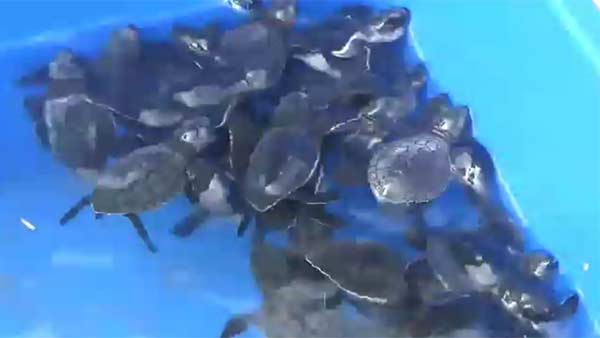 baby Olive Ridley turtles released into sea baby Olive Ridley turtles released into sea