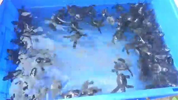 baby Olive Ridley turtles released into sea baby Olive Ridley turtles released into sea